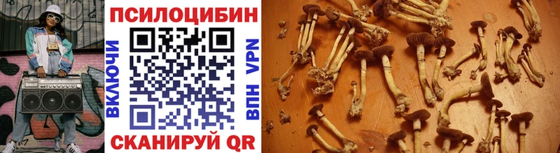 где купить наркоту Шарья Галлюциногенные грибы Cubensis